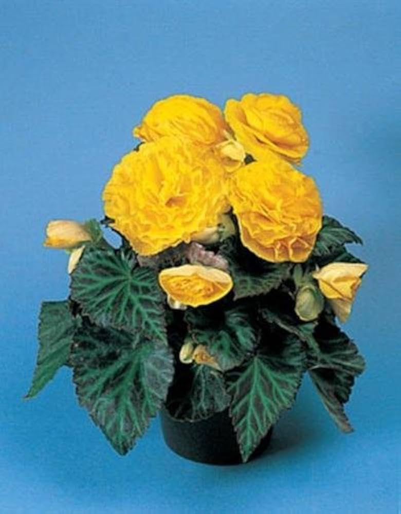 Begonia (Tuberous Non Stop yellow flower) for planting in garden